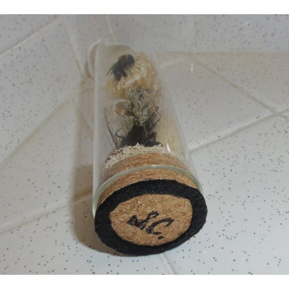 Vinegaroon Bee Crystal Oddity Jar curiosity dome flowers whip scorpion taxidermy - Picture 14 of 14